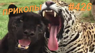 Приколы май 2019 №426