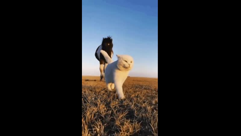 штурман