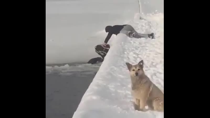 Помогли пёсику.